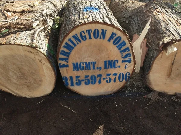 Farmington Forest Management