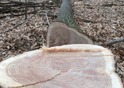 Tree Harvesting