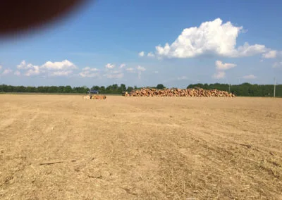 Timber Harvest
