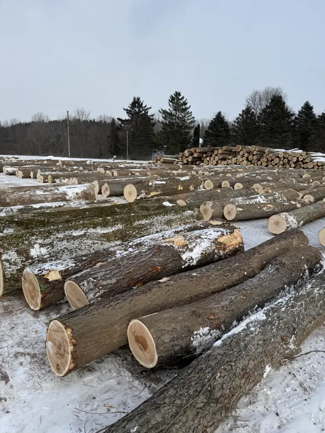 Timber Harvest